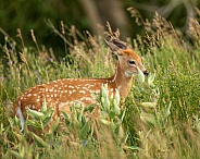 White tail fawn in flowers