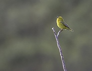 Yellow Warbler Singing for a Mate