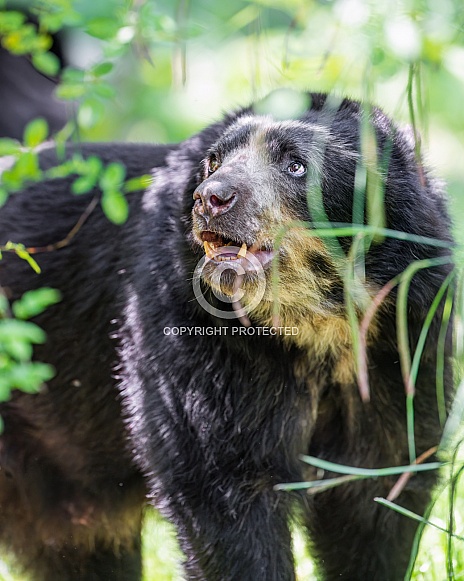 Spectacled bear