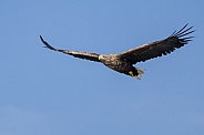 White tailed eagle or European Eagle