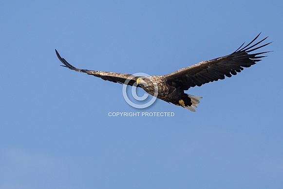 White tailed eagle or European Eagle