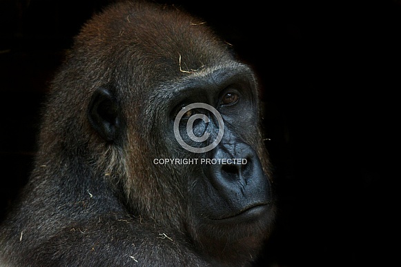 Female Western Lowland Gorilla on Black Background