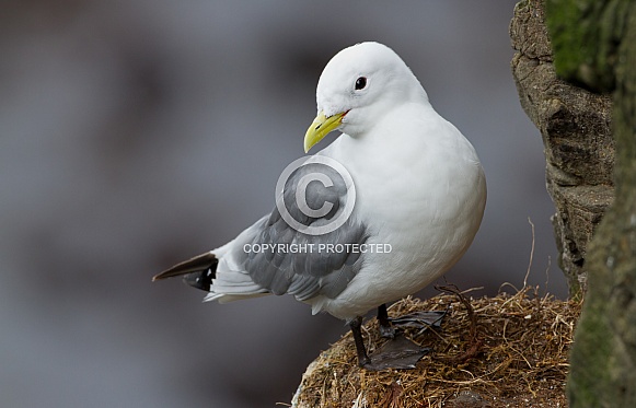 Black legged Kittiwake