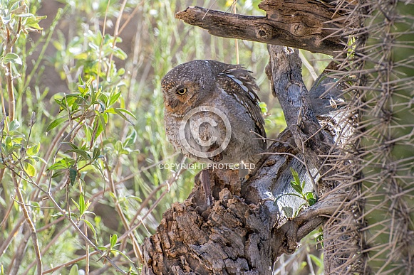 Elf Owl Elf Owl
