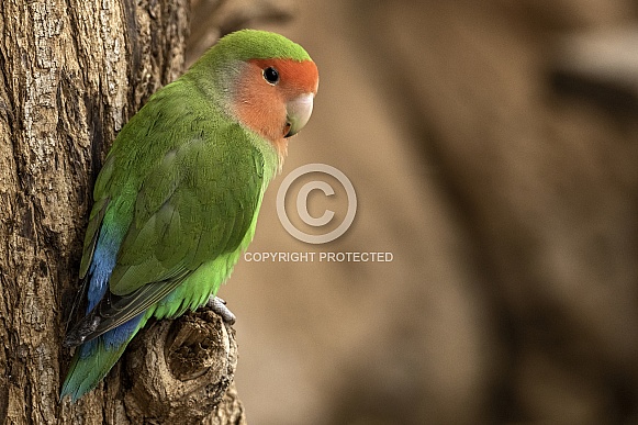Love Bird Full Body On Tree Love Bird Full Body On Tree