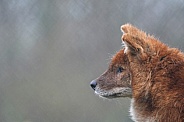 Dhole