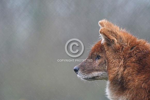 Dhole Dhole