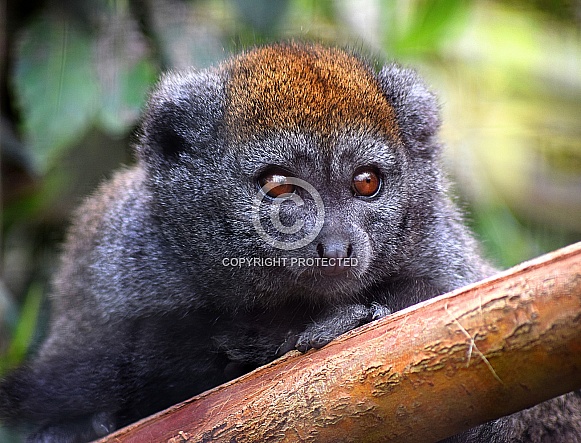 Bamboo Lemur