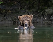 Bear in the river up close eating fish