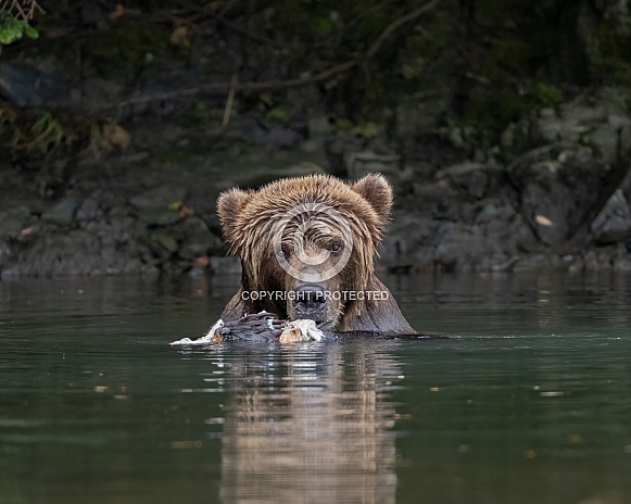 Bear in the river up close eating fish