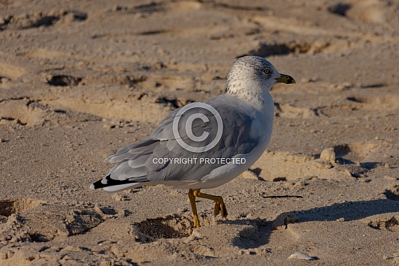 Sea Gull Sea Gull