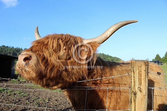 Scottish Highlands