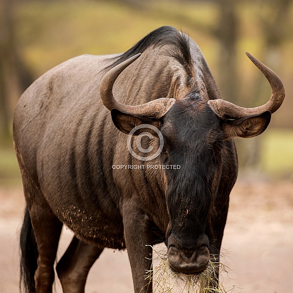 Blue Wildebeest Blue Wildebeest