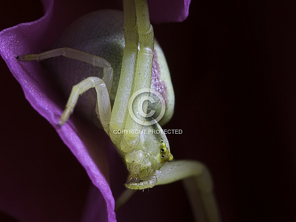 Crab Spider in a Begonia