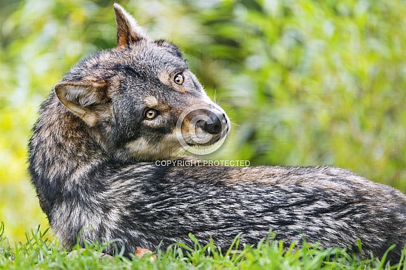 Wolf looking back Wolf looking back