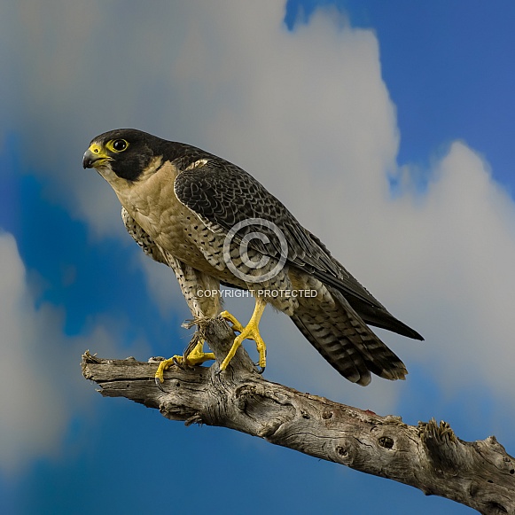 Peregrine Falcon