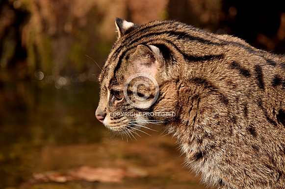 fishing cat