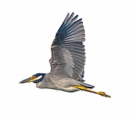 yellow crowned night heron - Nyctanassa violacea - In flight, flying with wings up view of feather detail under wing and eye, head, beak.  Isolated cutout stock photo on white background