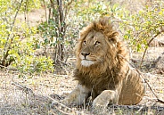 Lion Kruger National Park SA (Wild)