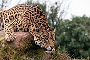 Jaguar Lying Over A Rock