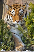 Tiger among fir