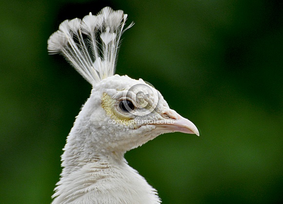 White Peacock Portrait