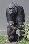 Gorilla & baby