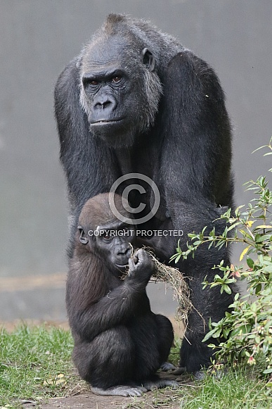 Gorilla & baby