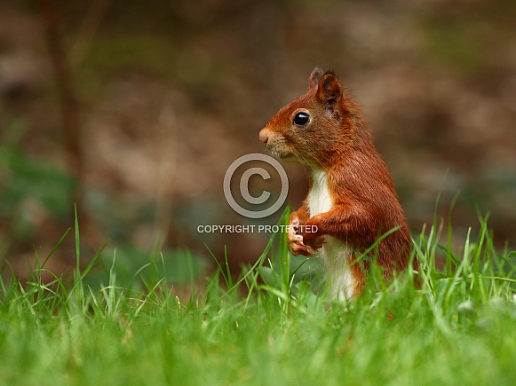 Red Squirrel in the forest