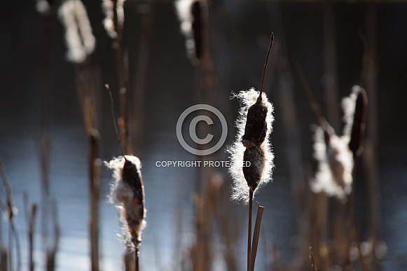 Pond Reeds