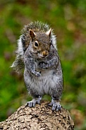 Grey Squirrel