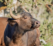 Juvenile African Buffalo