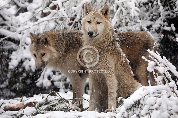 Hudson Bay Wolves (Canis lupus hudsonicus) Hudson Bay Wolves (Canis lupus hudsonicus)