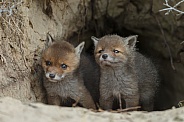 Two curious red fox cubs