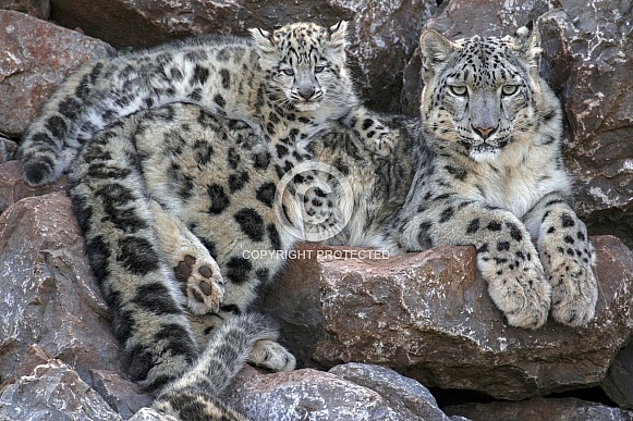 Snow Leopard Female with Cub