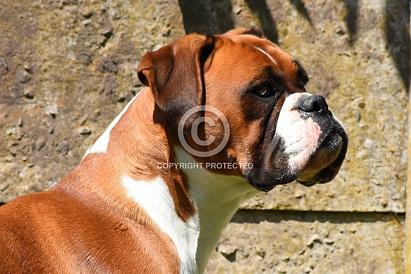 Boxer