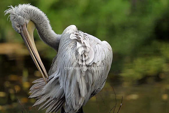 Dalmatian Pelican Dalmatian Pelican
