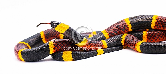Venomous Eastern coral snake - Micrurus fulvius - close up macro of head, eyes, tongue and pattern.  Side view of whole snake with great scale detail isolated on white background