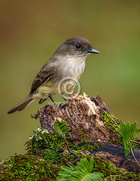 Eastern Phoebe