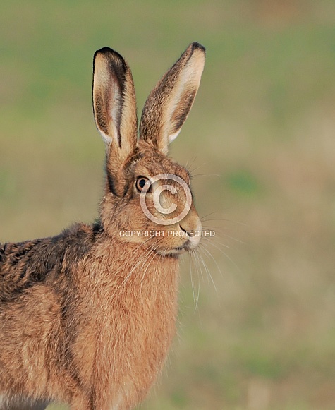 Brown Hare Brown Hare