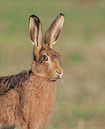 Brown Hare