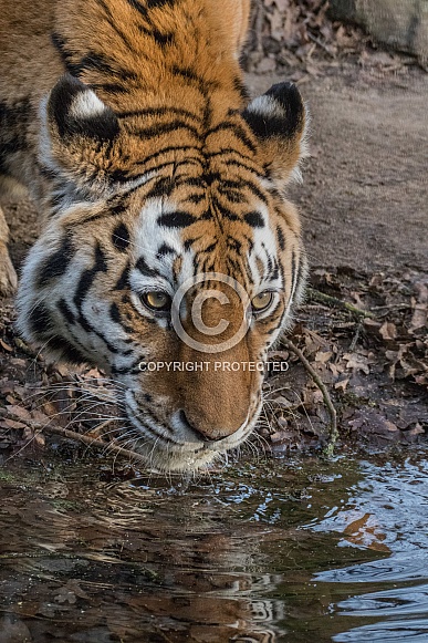 Siberian/Amur Tiger(Panthera Tigris Altaica)