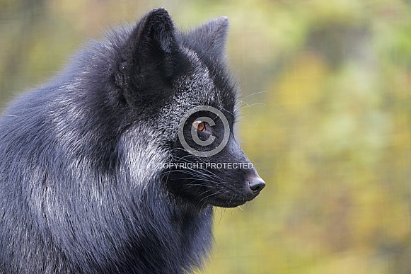 Silver fox Silver fox