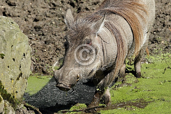 Warthog Warthog