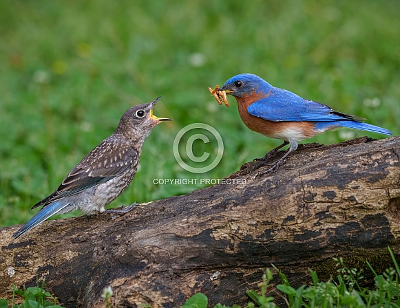 Eastern Bluebird