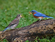 Eastern Bluebird