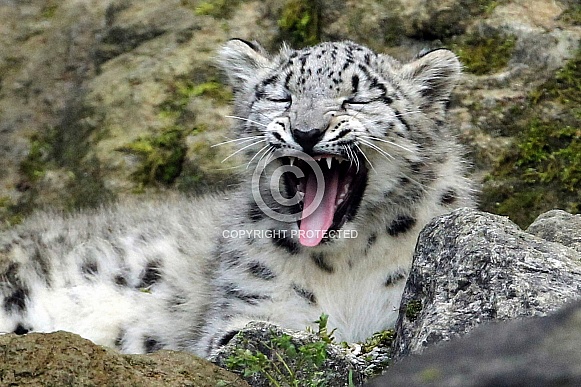 Snow Leopard