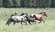 Wild Horses