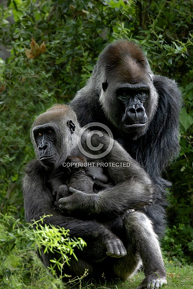 Western Lowland Gorilla