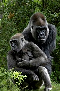 Western Lowland Gorilla